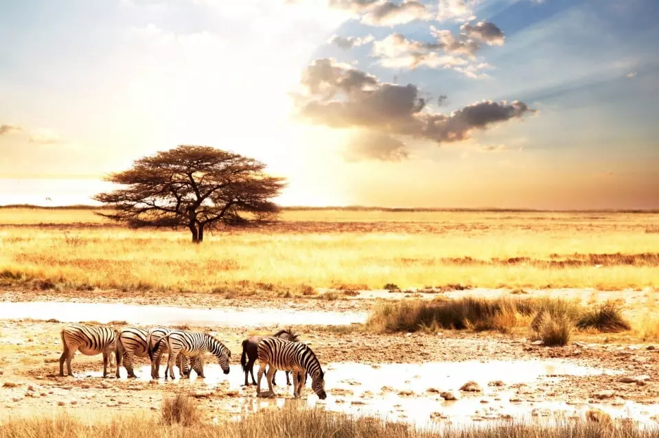 Online Gambling Businesses Take Advantage of Sub-Saharan African People Due to Regulatory Loopholes, Reports Say Online Gambling Businesses Take Advantage of Sub-Saharan African People Due to Regulatory Loopholes, Reports Say