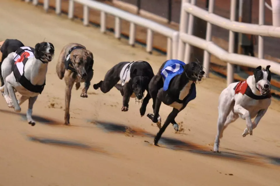 Florida Greyhound Association Wants Second Chance for Live Dog Racing