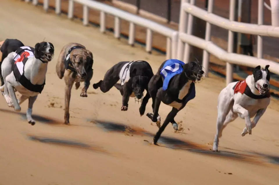 Florida Greyhound Association Wants Second Chance for Live Dog Racing Florida Greyhound Association Wants Second Chance for Live Dog Racing