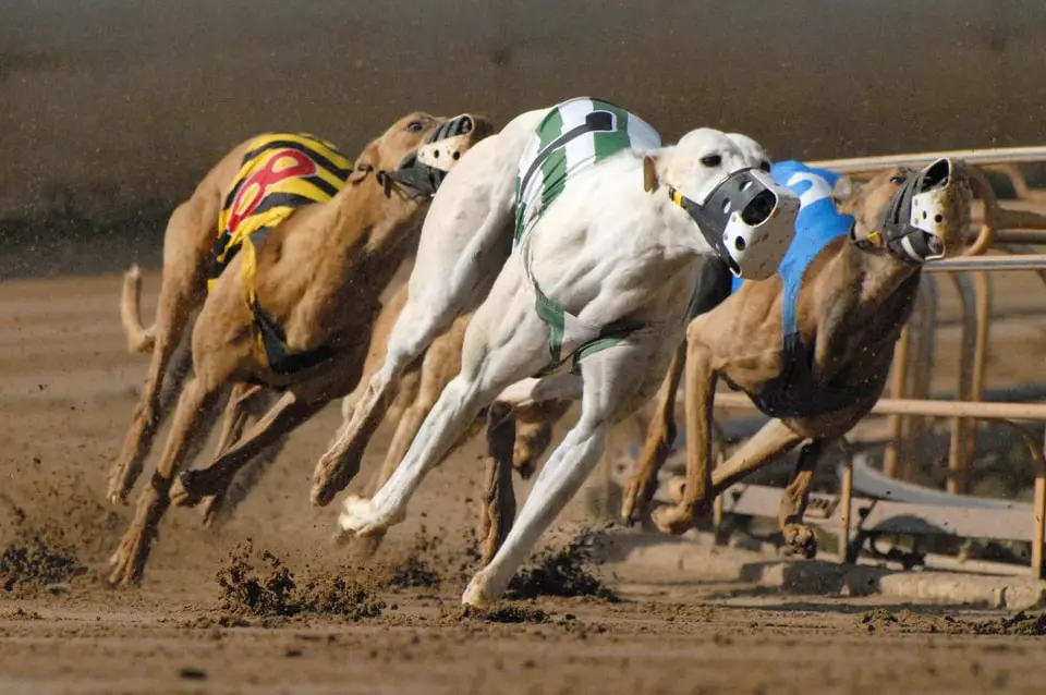 New Piece of Legislation Seeking to Suspend Greyhound Racing and Their Live Broadcasts Unveiled in Connecticut New Piece of Legislation Seeking to Suspend Greyhound Racing and Their Live Broadcasts Unveiled in Connecticut